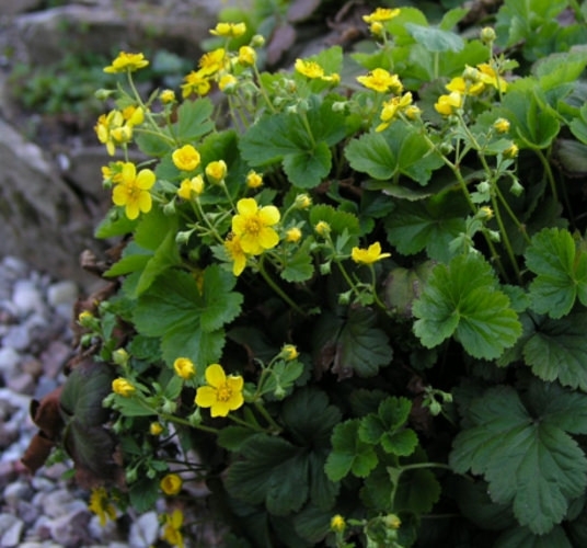 Plant