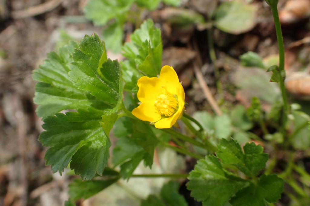 Waldsteinia fragarioides