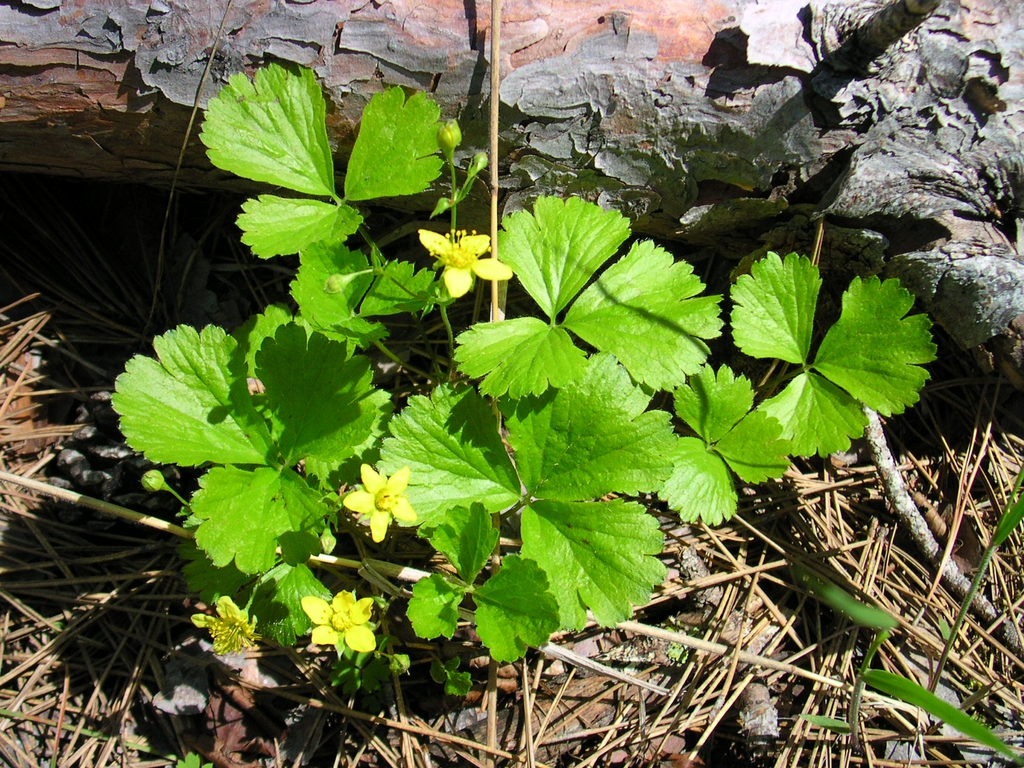 Waldsteinia fragarioides