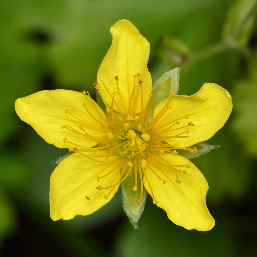 Waldsteinia fragarioides