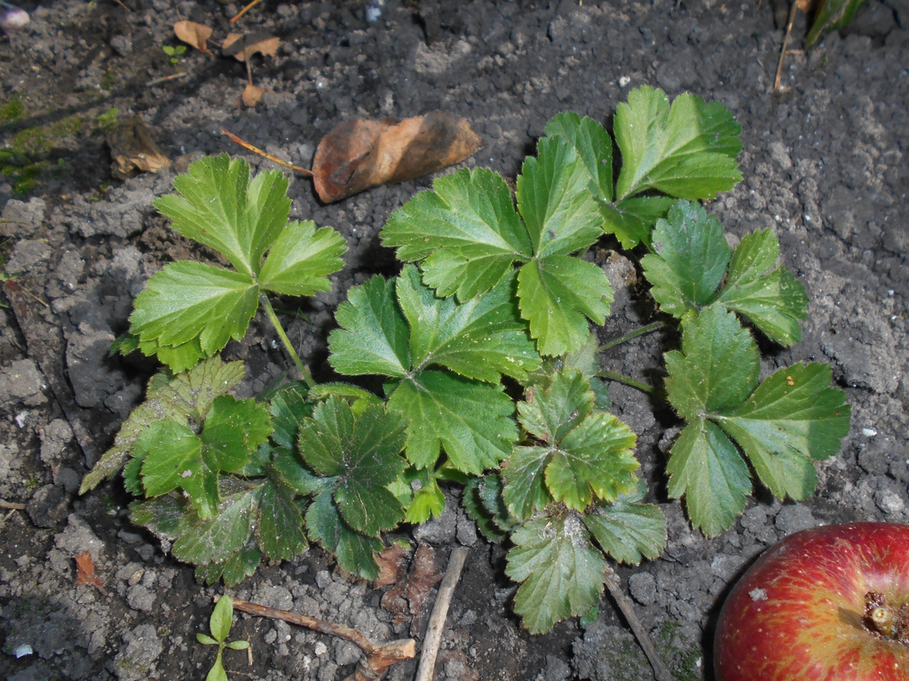 Waldsteinia ternata