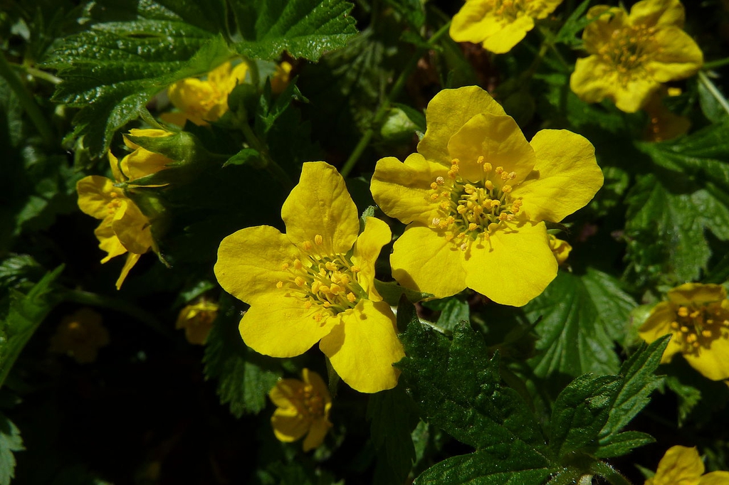 Close up of flower
