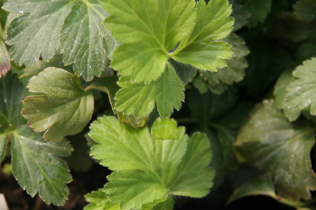 Leaves