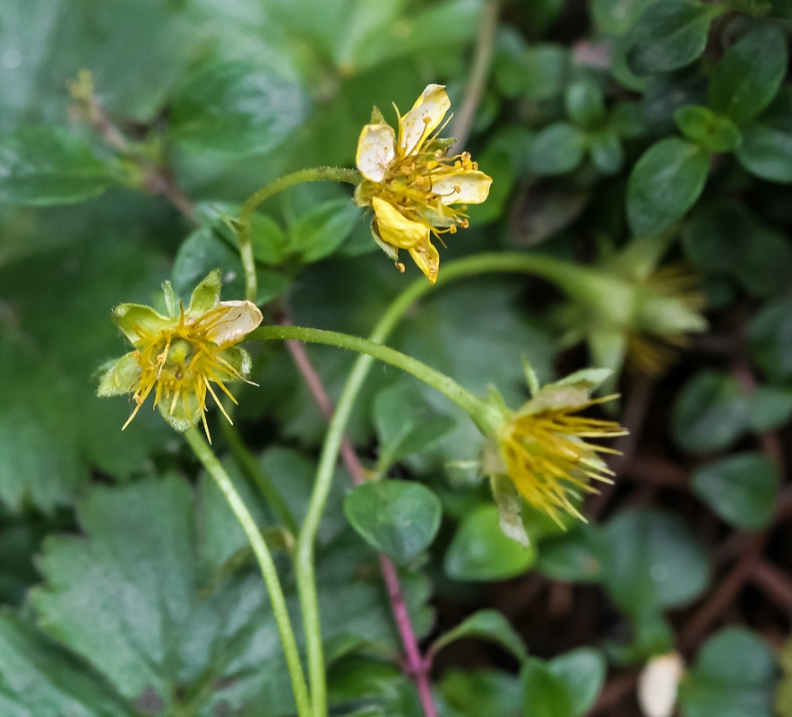 Waldsteinia ternata