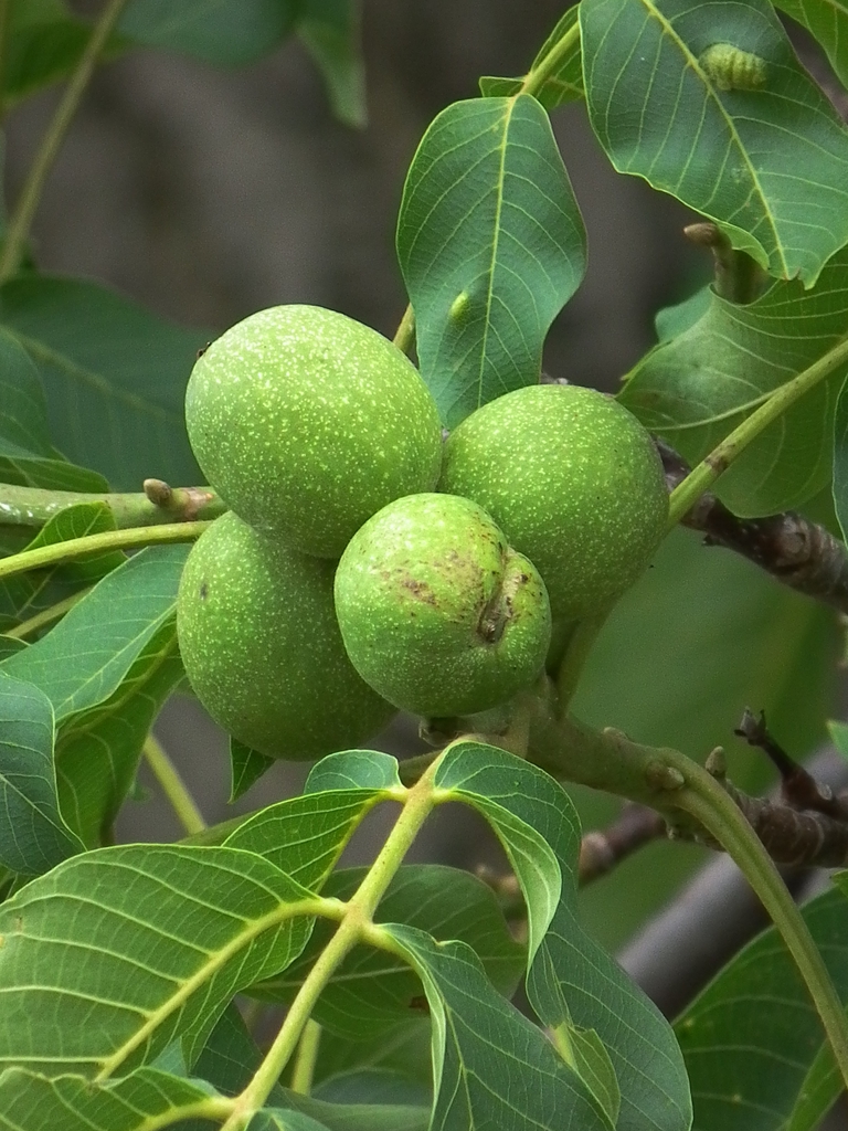 Fruit