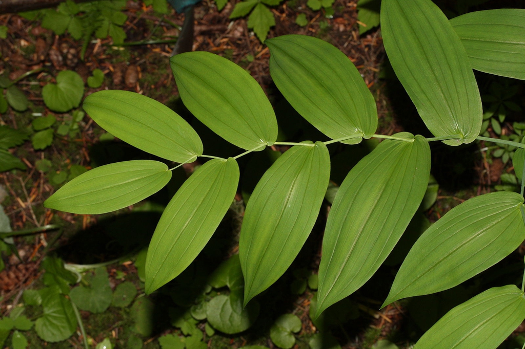 Streptopus amplexifolius
