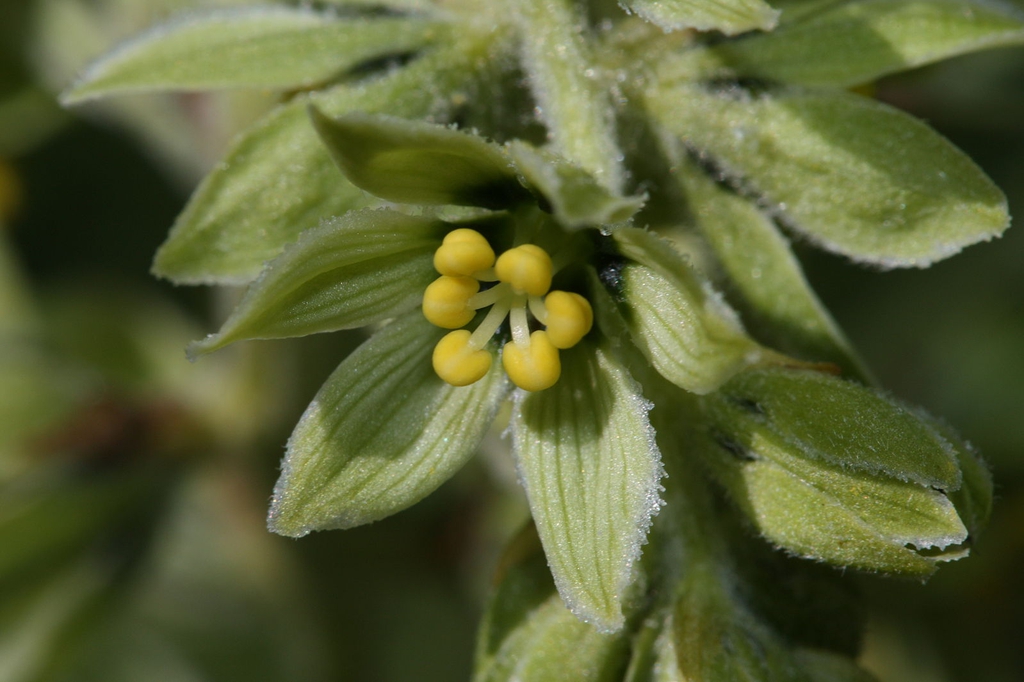 V. viride