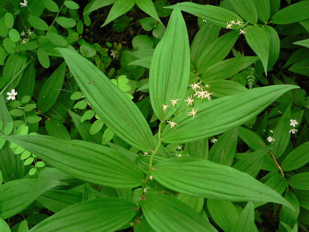 Smilacina racemosa