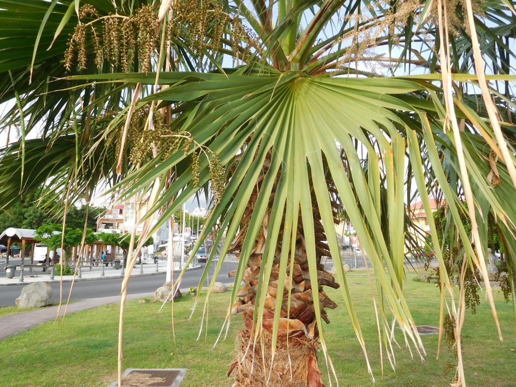 A single-trunk young specimen with stiff, fan-shaped leaves.