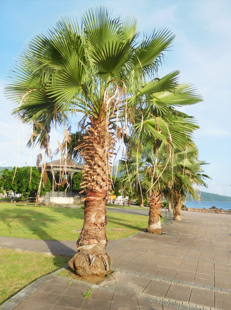 A single-trunk young specimen with stiff, fan-shaped leaves.