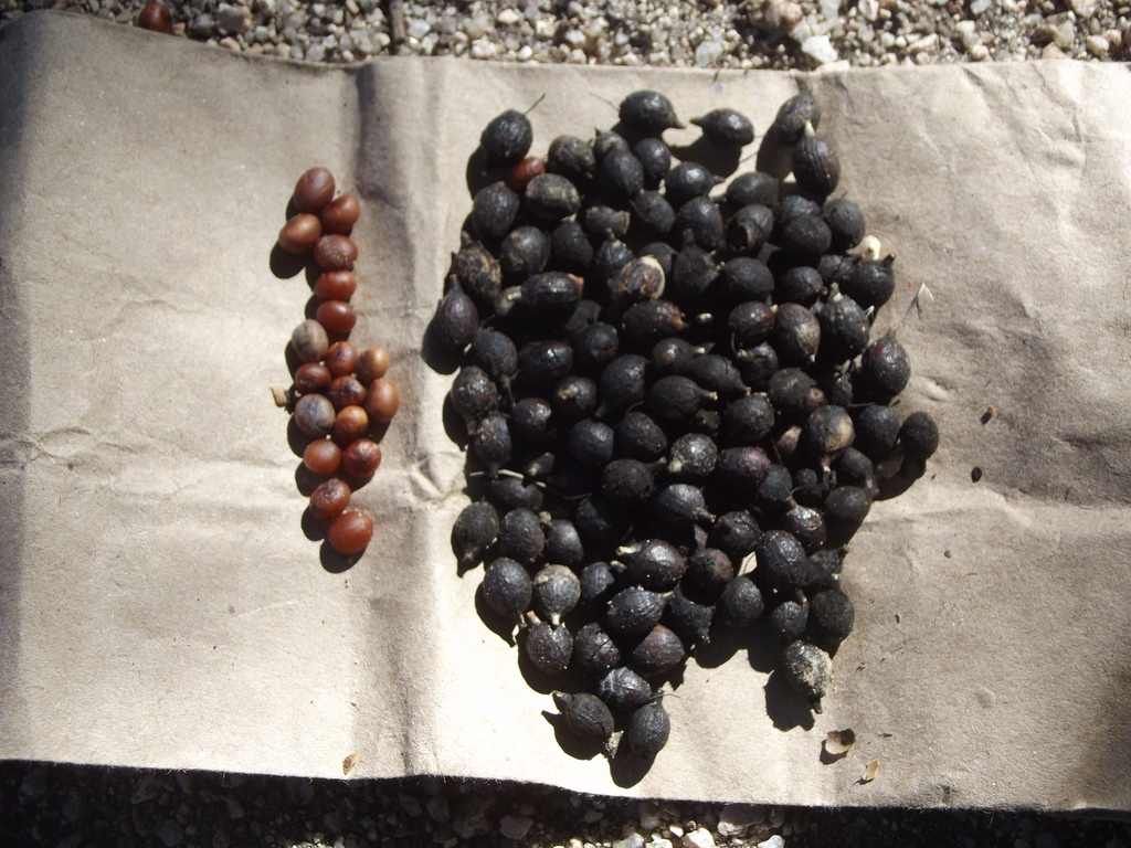 Gathered piles of dark purple-black drupes and brown seeds