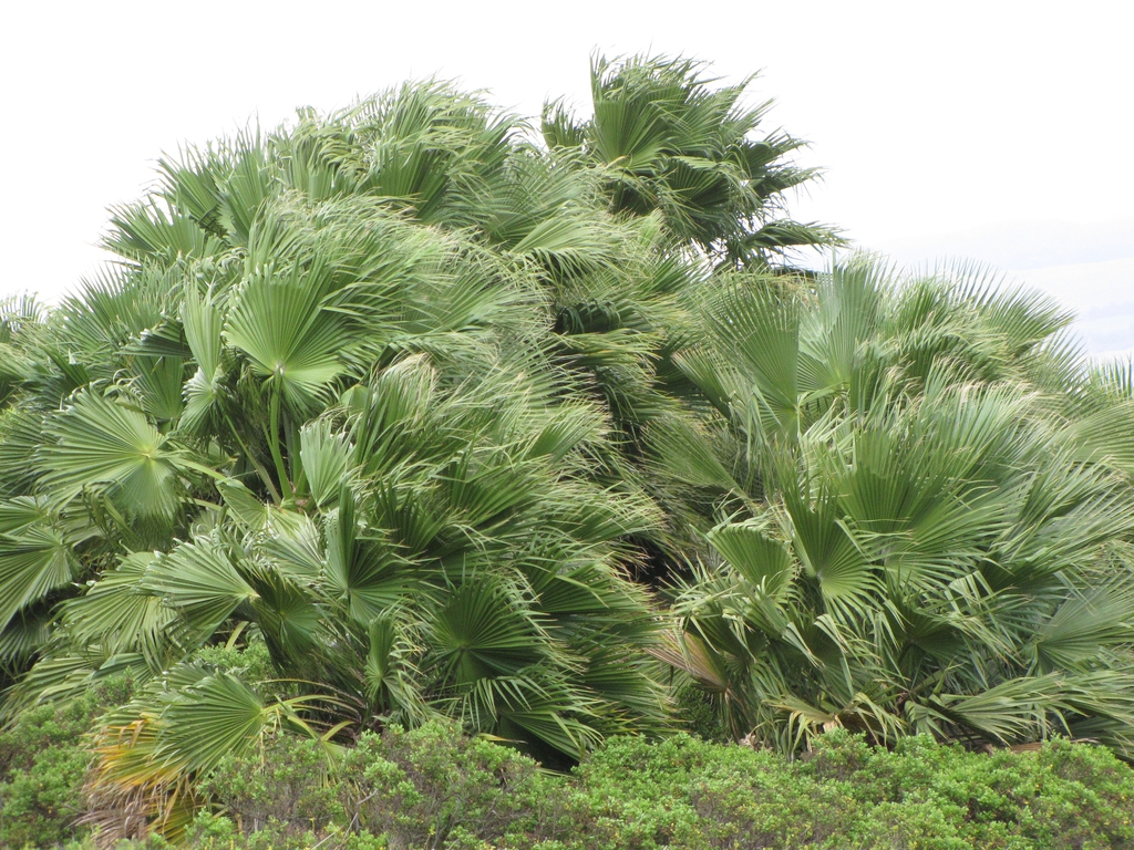 a cluster of young plants growing together.