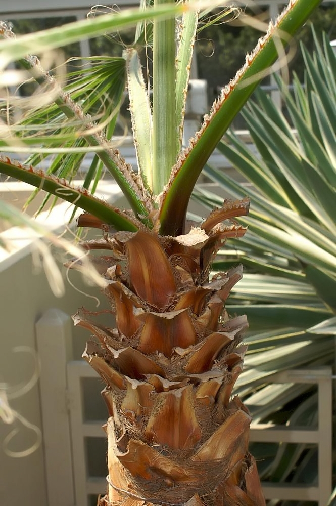 A single-trunk young specimen with stiff, fan-shaped leaves.