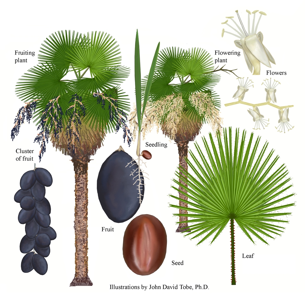Color illustrations of the technical details of this species.