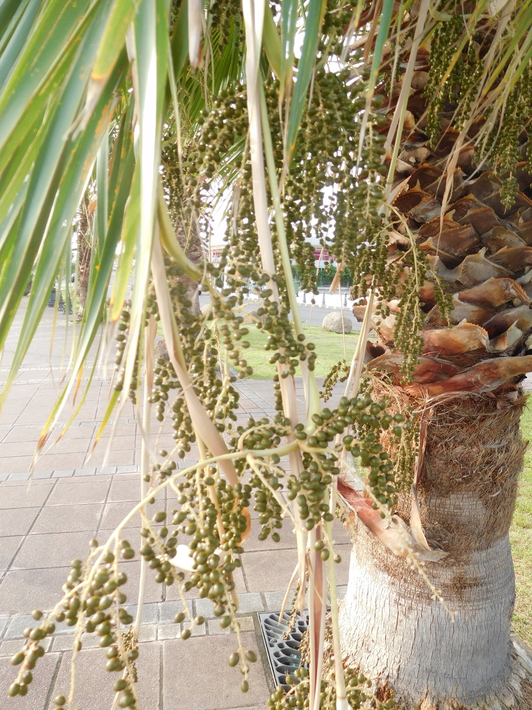 Hanging clusters of green, olive-like, immature fruits.
