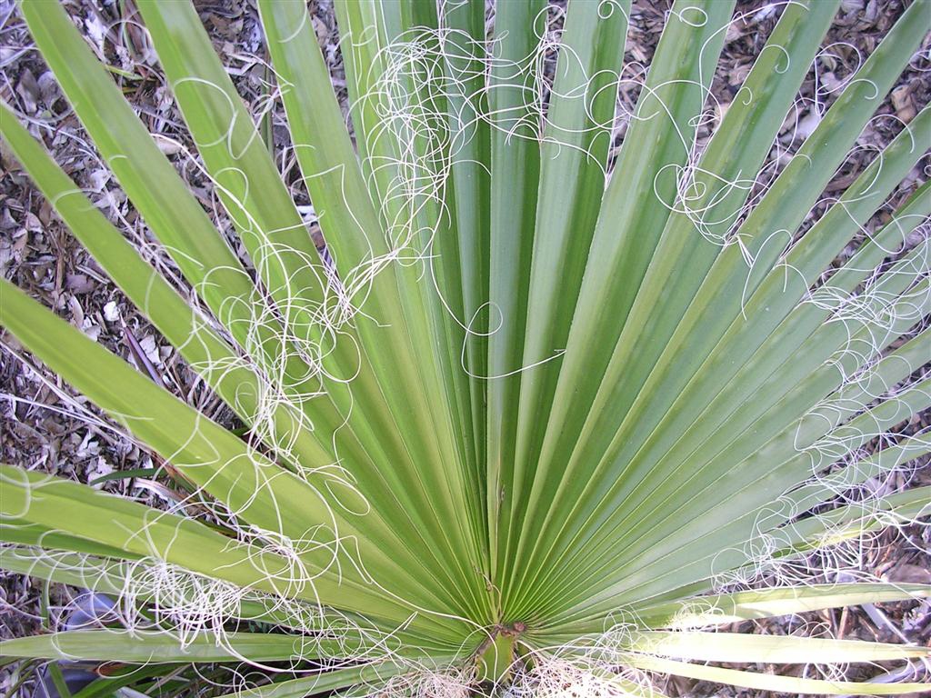 A single palmate leaf with fibrous filaments in the sinuses