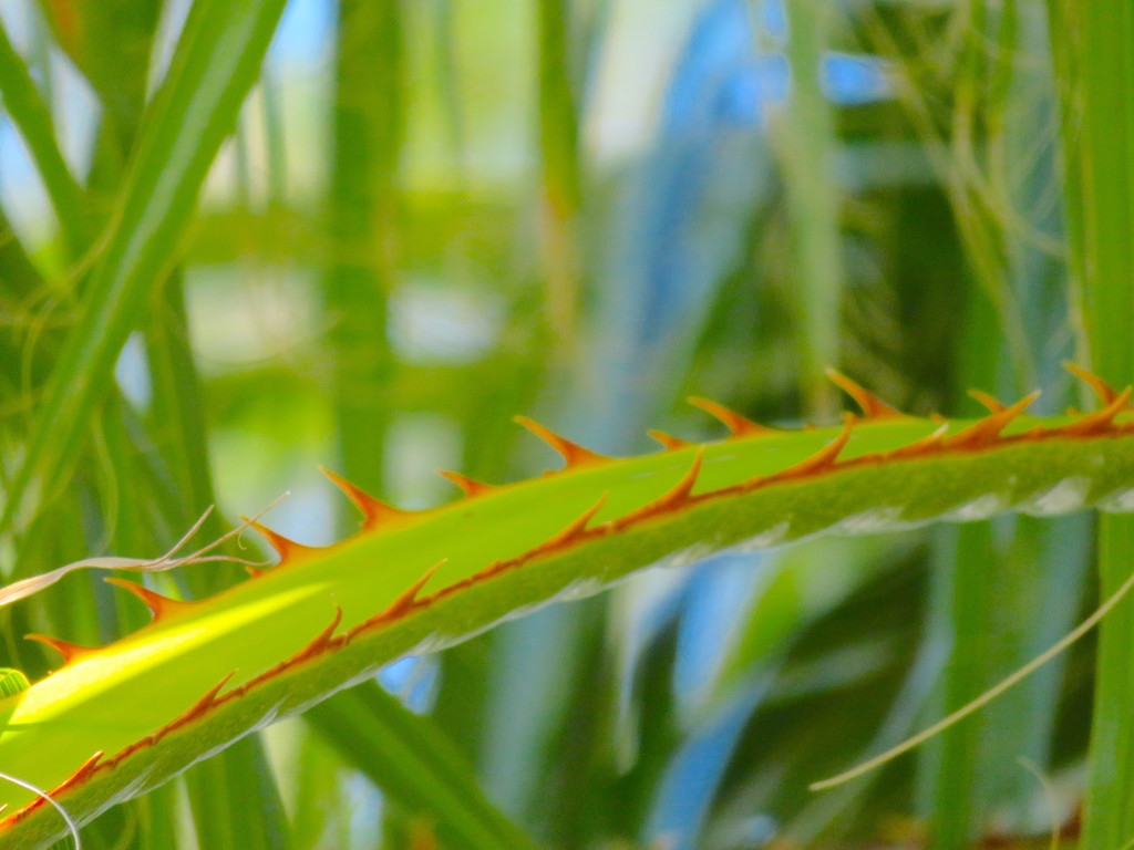 Close-up on the petiole armed with a double row of teeth.