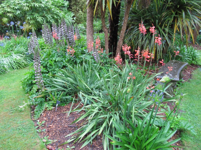 Watsonia 'Mount Congreve'