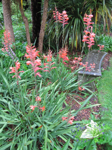Watsonia 'Mount Congreve'