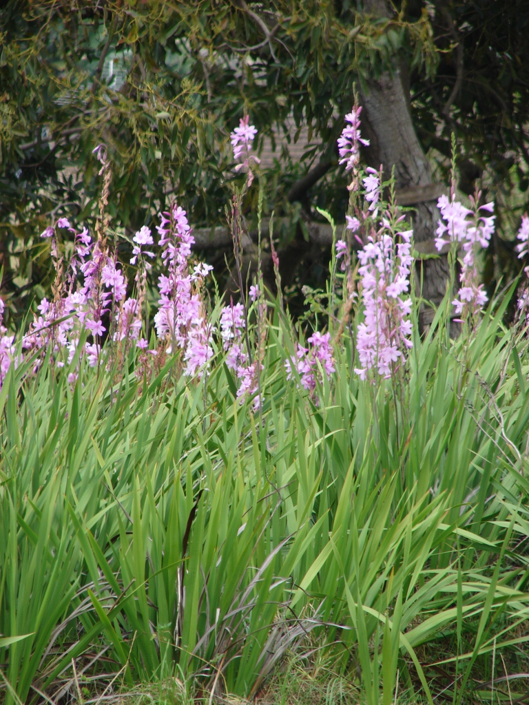 Watsonia borbonica