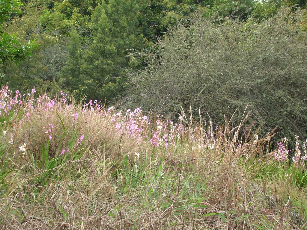 Watsonia borbonica