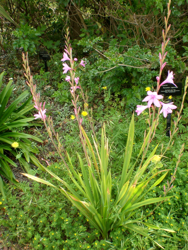 Watsonia borbonica