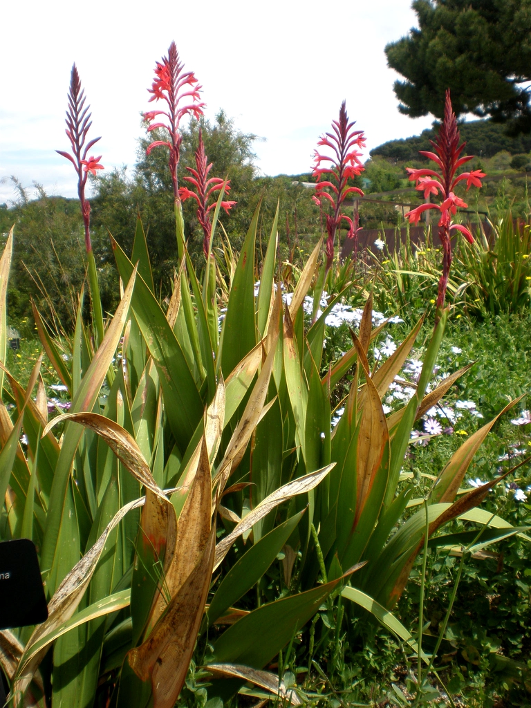 Watsonia meriana