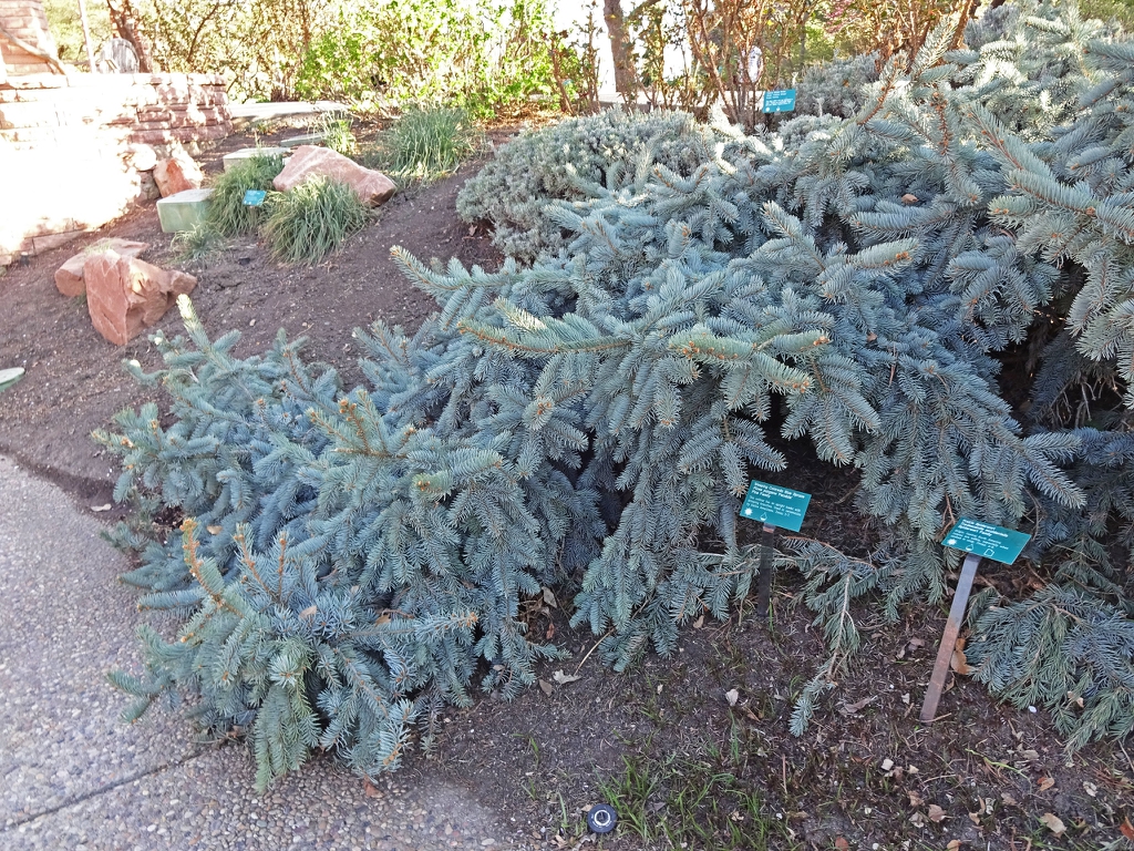 Limb