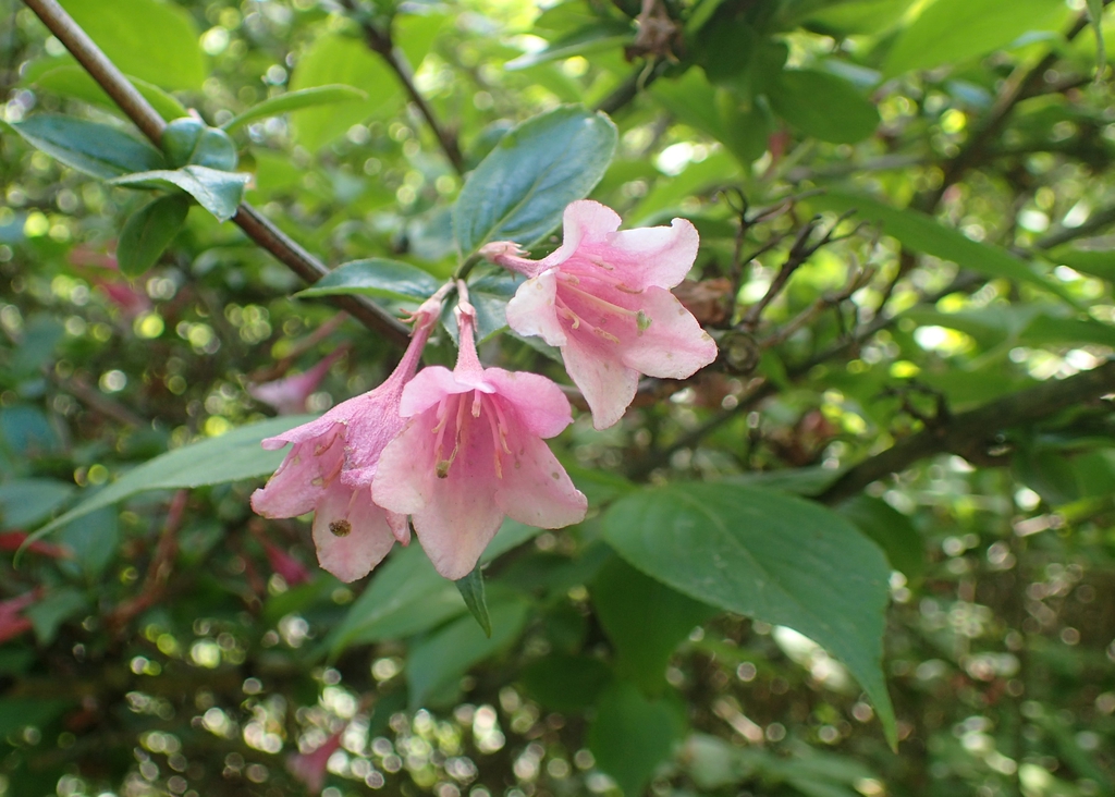 Weigela florida