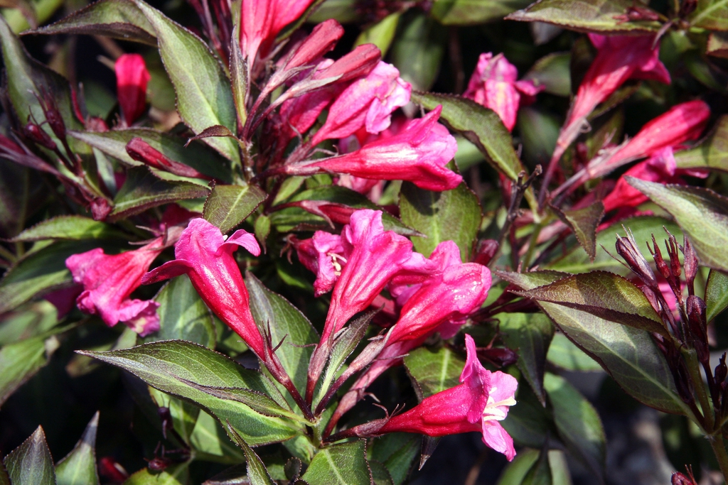 Weigela florida