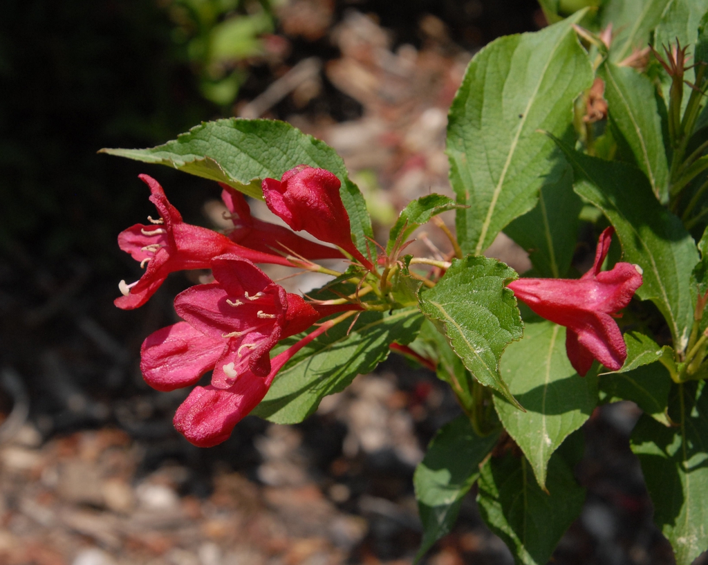 Weigela florida 'Eva Rathke' Flowers (Asheville, NC)
