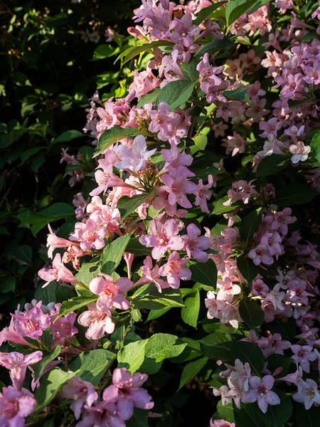 Full Bloom