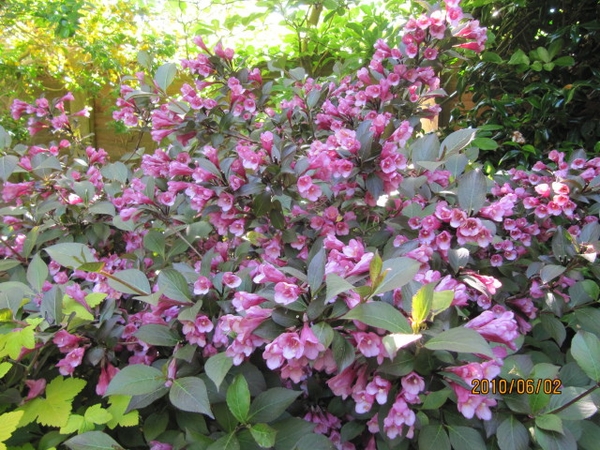 Weigela florida 'Folliis Purpurels' Flower