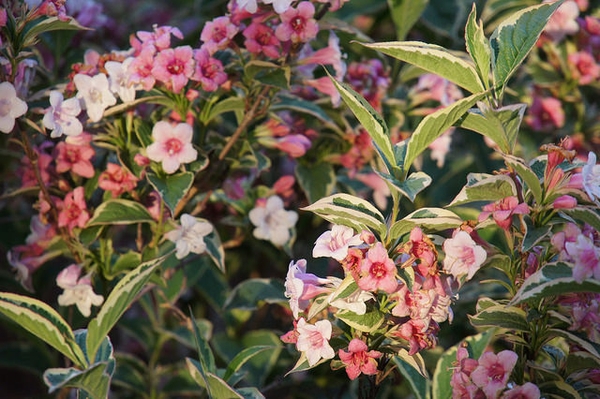 Weigela florida 'Variegata' flower and leaf