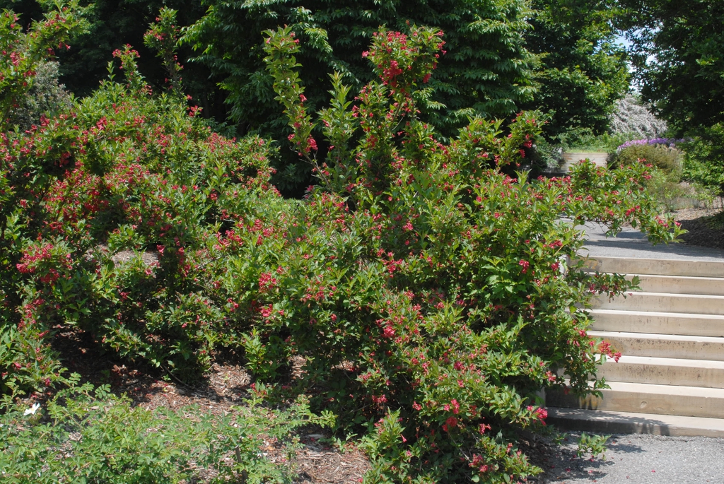 Weigela florida