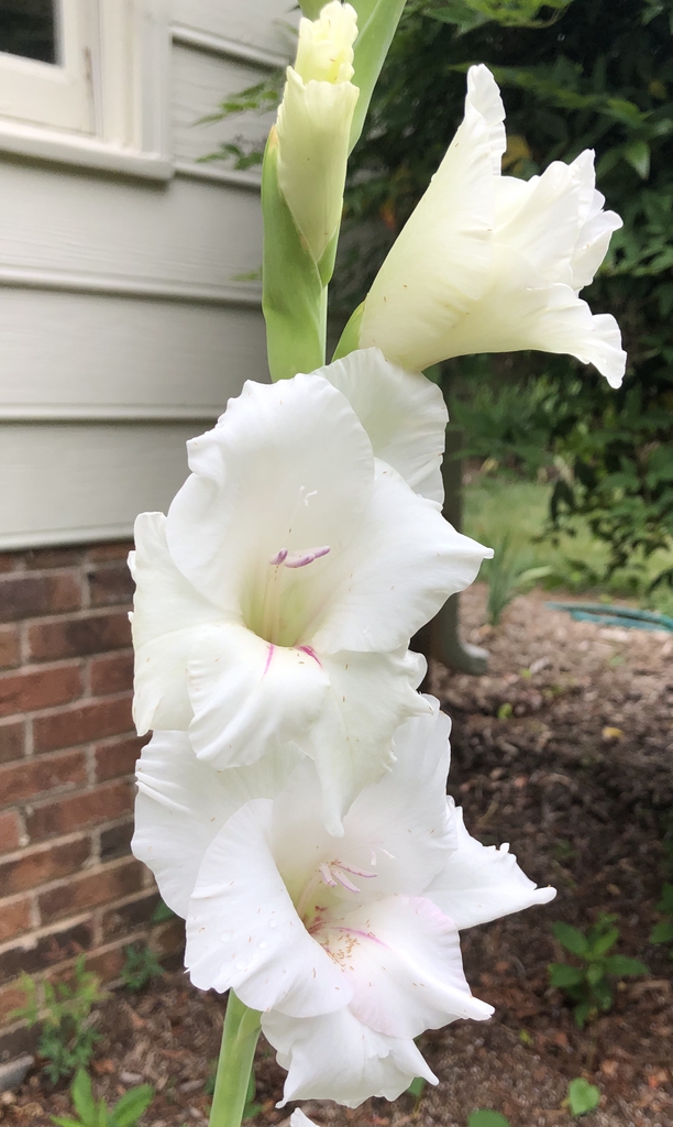 flower closeup, late spring, Wake County, NC
