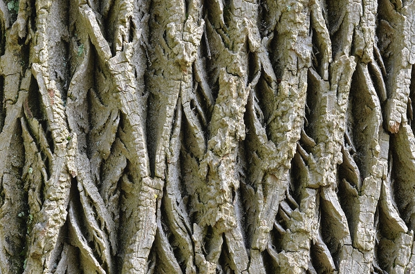 Fraxinus americana