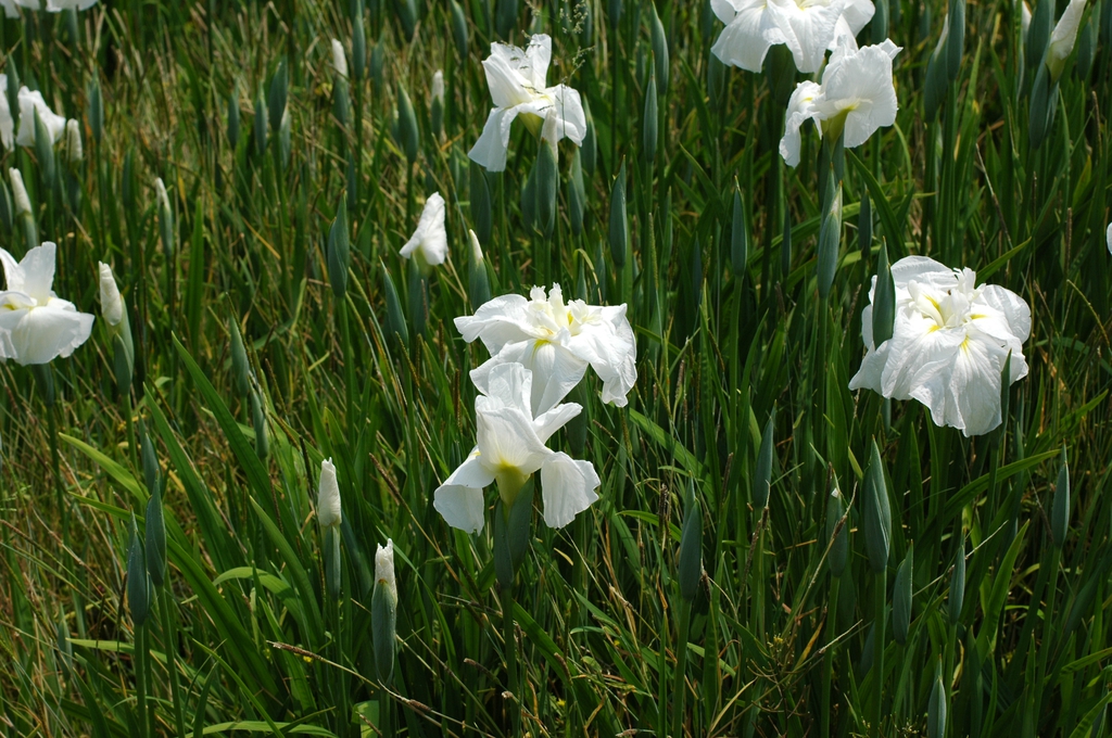 white flowers