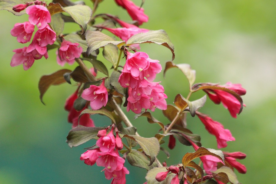Weigela Florida 'Red Prince'