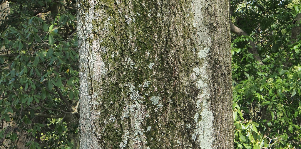 Bark of Willow Oak