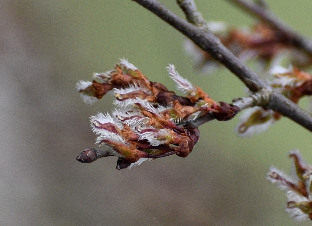 ulmus alata seeds flat and hairy near the marginss