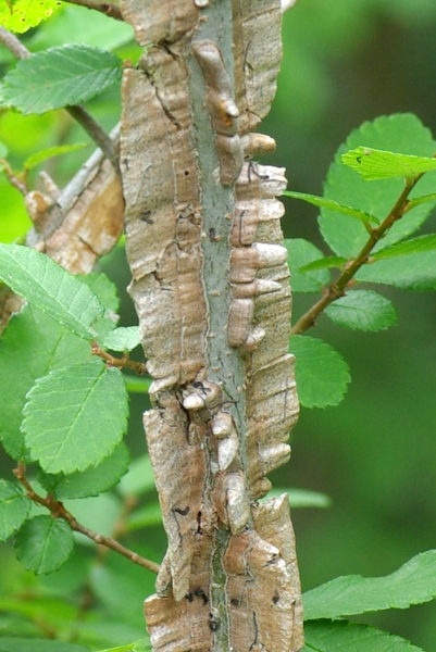 Ulmus alata