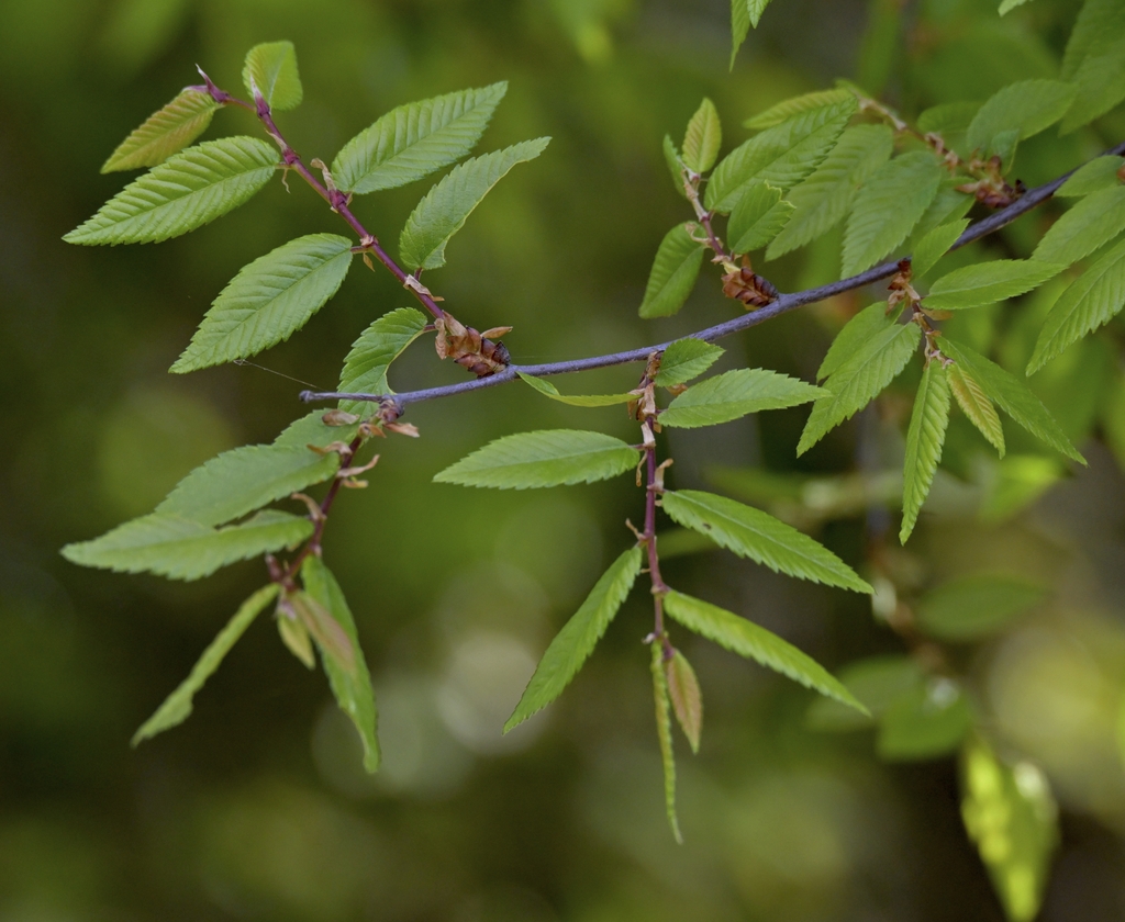 Oval to ellipticl shape leaves with doubly serrated margins