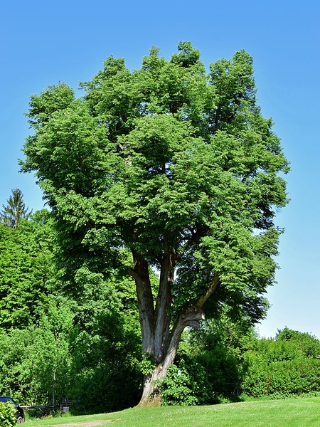 Tilia cordata