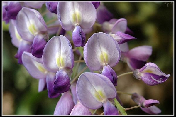 Bloom detail
