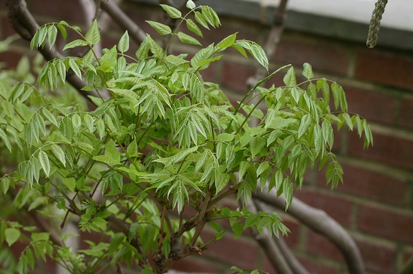 Leaf detail