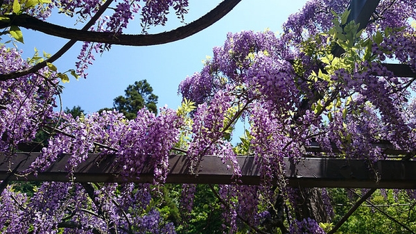 Full bloom
