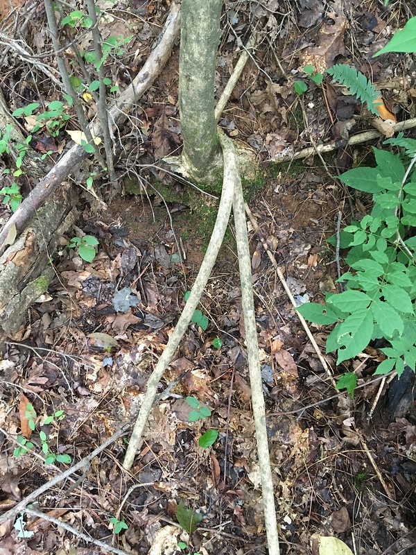 Base of the climber showing woody stolons.