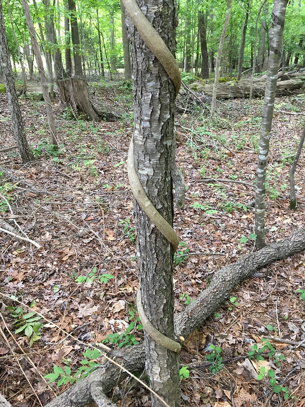 Woody climber shown twining clockwise around a young tree