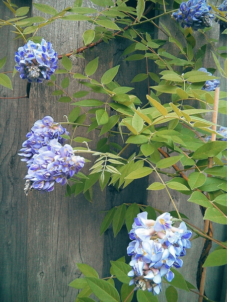Growth habit